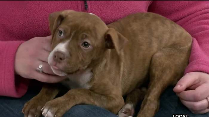 Pet Safety Guide: 5 tips to keep pets safe this Thanksgiving