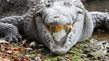 Florida crocodile dangers and how to keep pets, children safe