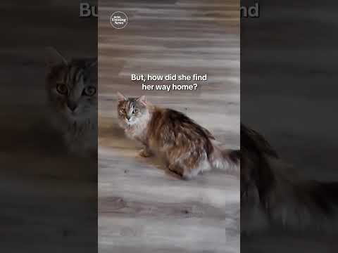 Lost cat returns home more than a year after hurricane devastated family #shorts