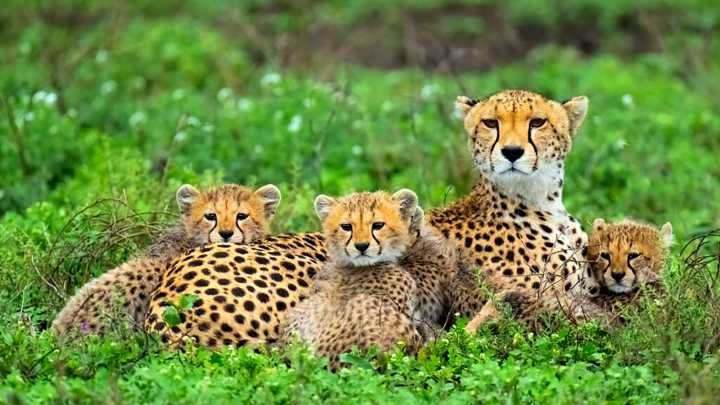 Popular Zoo In Virginia Welcomes Four New Cheetah Cubs