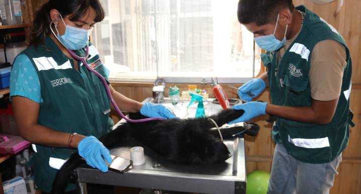 Arequipa: Serfor recuperó nueve monos en cautiverio en lo que va del año