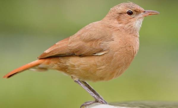 El pájaro que más vas a escuchar en primavera con sus cantos distintivos