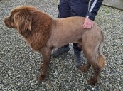 Mystery of the ‘lion’ spotted roaming through East Clare woods has been solved