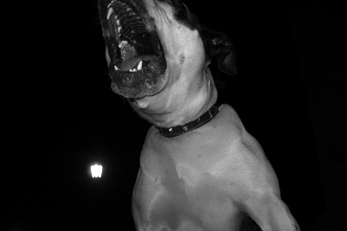 Impacto en Copiapó: ciclista de 32 años muere tras ser atacado por perros