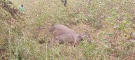 Two wild elephants die in Odisha