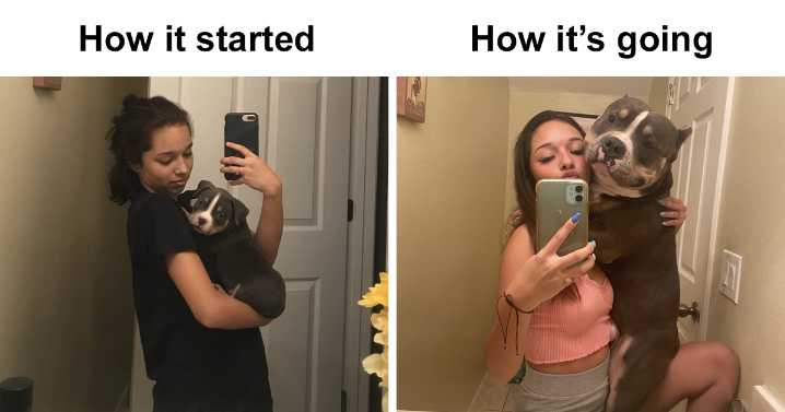 42 Of The Best Reactions Pet Owners Had To The ‘How It Started Vs. How It Ended’ Meme Challenge