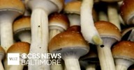 Maryland task force says nature psychedelics are safe for use