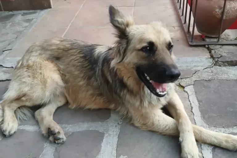 Atendieron a un perro herido en Salta y piden ayuda para ubicar a su dueño