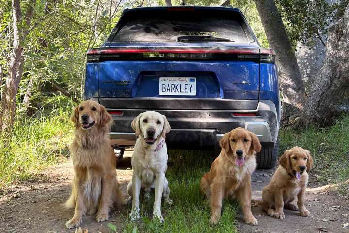 Golden Retrievers Family from Subaru Ads About to Go on Big Adventure (Exclusive)