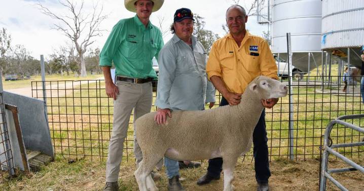 BoBar Poll Dorset Braidwood ram sale 2025 results, top price