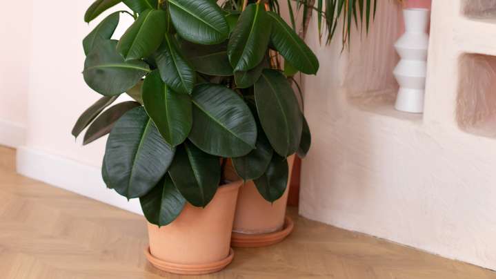 Keep Your Rubber Plant Happy All Winter With These Simple Tips
