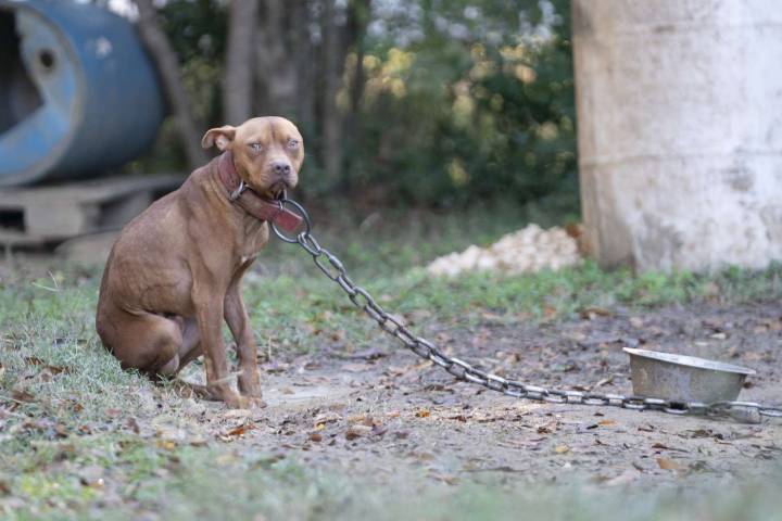 47 Dogs Found Chained in the Woods Rescued from an Alleged Dog
