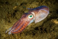 New deep-sea 'Octopus Squid' discovered in Arabian Sea