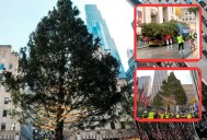 ¡Llega la Navidad a New York! Inicia instalación del árbol navideño en el Rockefeller Center
