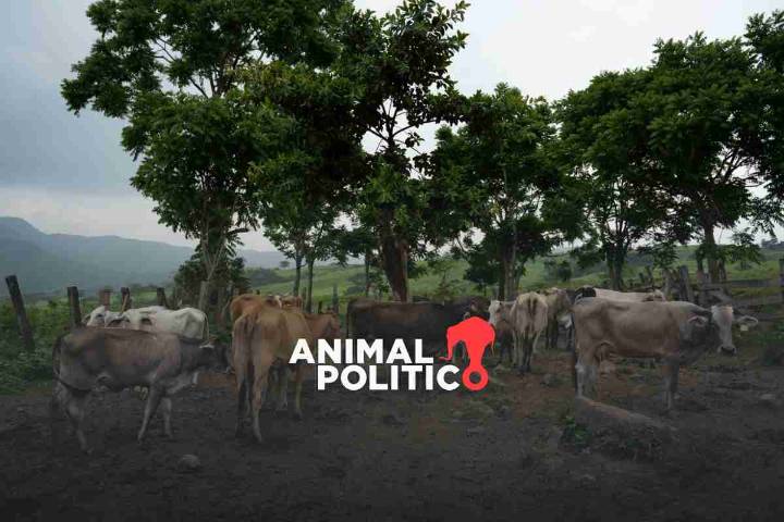 México y EU revisan avances contra gusano barrenador; planean nuevas estrategias para su combate