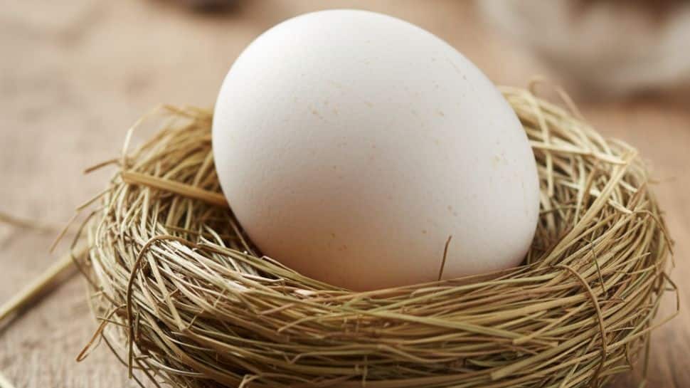 From Giant Birds To Ocean Titans: 9 Animals That Lay The World's Largest Eggs