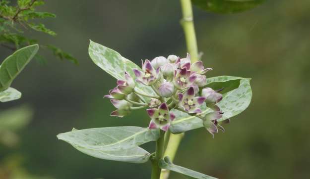 Siete especies exóticas invasoras acechan al Huila