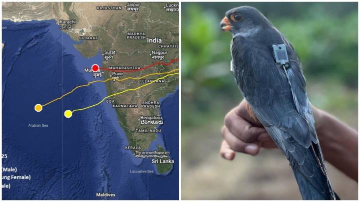 1,000 km/day: Tiny Indian Falcon stuns scientists with marathon flight