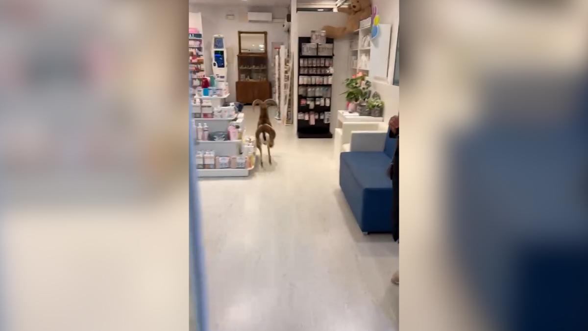 Una cabra se cuela en una farmacia de Canet de Mar