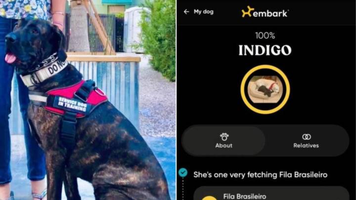 Florida Woman Thought Her Dog Was A Mix Until DNA Showed It Was Banned In Other Countries