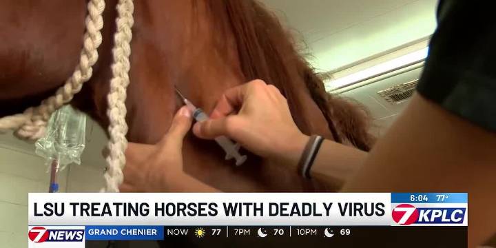 Louisiana, Arkansas holiday parades adjust plans due to horse virus