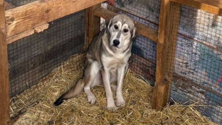 2 charged with animal neglect following animal rescue north of Edmonton