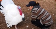 Adoptan pavos para el Día de Acción de Gracias