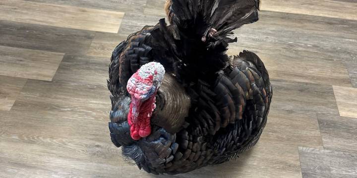 Pet turkey recovering after dog attack