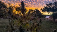 Missouri hemp businesses fear federal THC limits will destroy industry