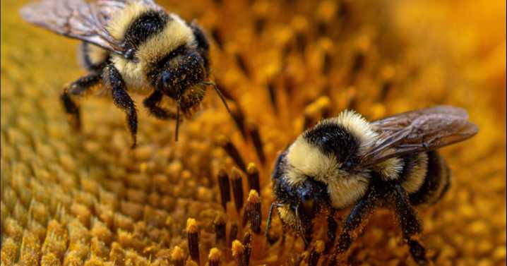 ¿Quiénes son los polinizadores olvidados y cómo ayudan al ecosistema?