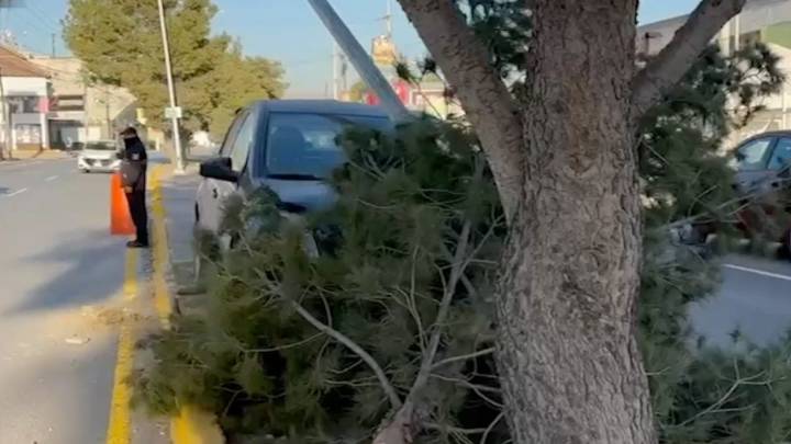 Dormita al volante cuando llevaba a su hijo a la escuela y se estrella contra árbol en Saltillo