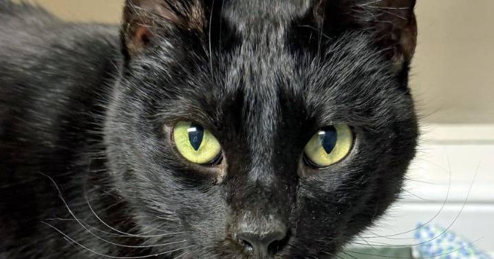 People for Cats — November 7, 2025