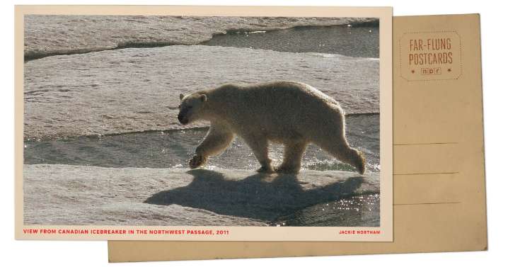 Greetings from the Arctic Circle, where an icebreaker ship drew polar bears' attention