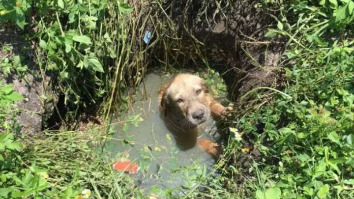 Terrified Puppy Trapped In Florida Drain Finds Safety Thanks To Compassionate Officers