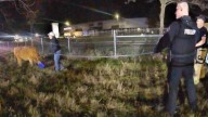 Bodycam video shows authorities attempting to wrangle cow on I