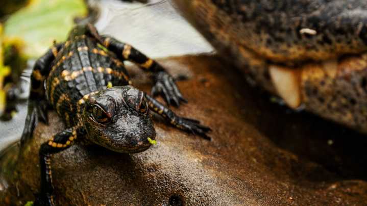 Internet-viral alligator rescued from cold Charles River