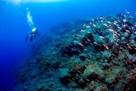 Investigadores de la ULL hallan señales claras de recuperación de peces en La Palma tras la erupción