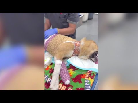 Dogs burned, mutilated, stuffed in trash bags Los Angeles, animal rescuers say