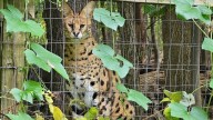 Three wild cats escape Pennsylvania wildlife center