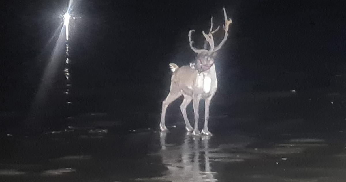Runaway reindeer sparks huge emergency operation
