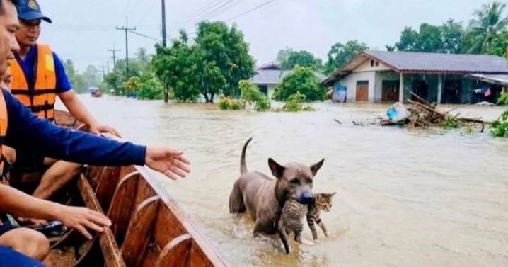 Truth behind dog rescuing cat pics in Thai floods that made people go 'animals are humans'