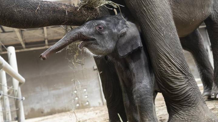 Columbus Zoo asks for help naming baby elephant
