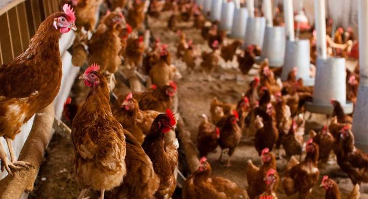 Expansión de la gripe aviar: ¿van a faltar huevos o carne?