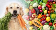 ¿Mi perro puede comer verduras? Conoce cuáles recomiendan los expertos