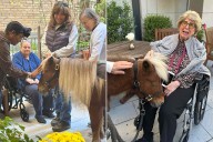 Miniature Therapy Horses Bring Comfort to N.Y.C. Seniors