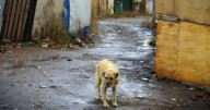 Contraloría ordena a municipios adoptar medidas para prevenir el abandono de mascotas durante desalojos de tomas