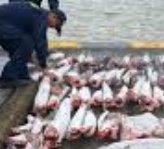 Temor en Nariño: operativos contra narcotráfico afectan la pesca artesanal nocturna