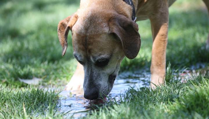 Contraloría dictamina que municipios deben adoptar medidas para prevenir abandono de mascotas ante desalojo de tomas