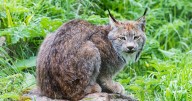 Lynx cat could soon be back roaming Scotland's Highlands to repair the wild