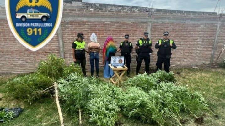 Acudieron a una vivienda por un conflicto familiar y hallaron 40 plantas de marihuana